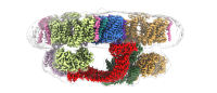 Colorful schematic of the ankyrin complex, a springlike protein